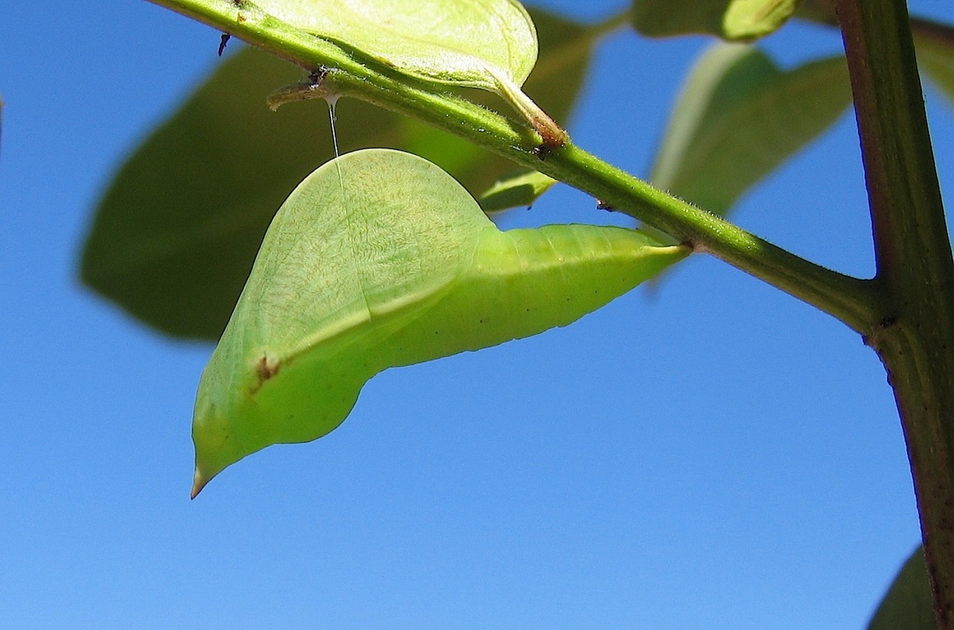 Gonepteryx cleopatra (ciclo vitale)